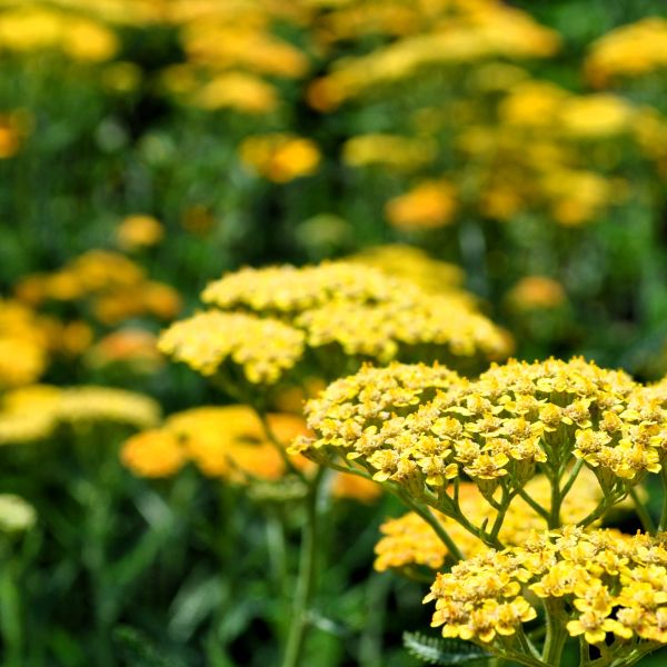 Achillea Moonshine Yarrow - Image 3