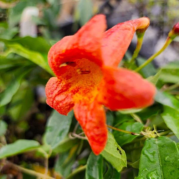 Bignonia Tangerine Beauty - Image 3
