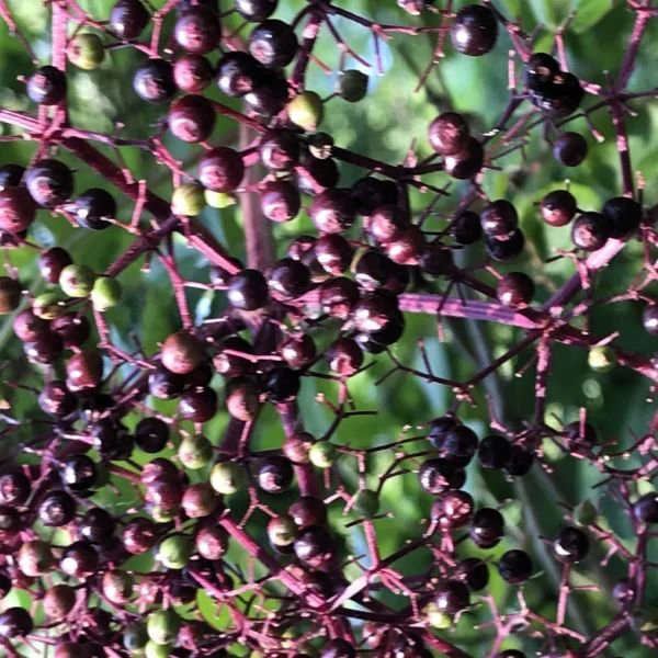 American Elderberry Sambucus canadensis - Image 3