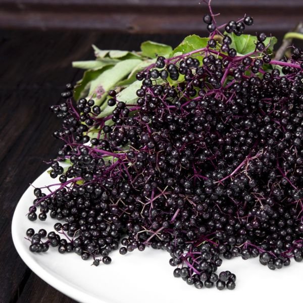 American Elderberry Sambucus canadensis - Image 4