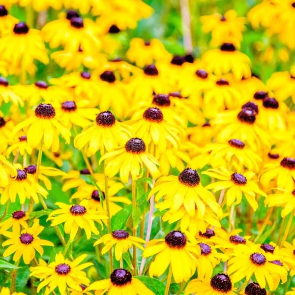Blackeyed Susan Rudbeckia - Image 3