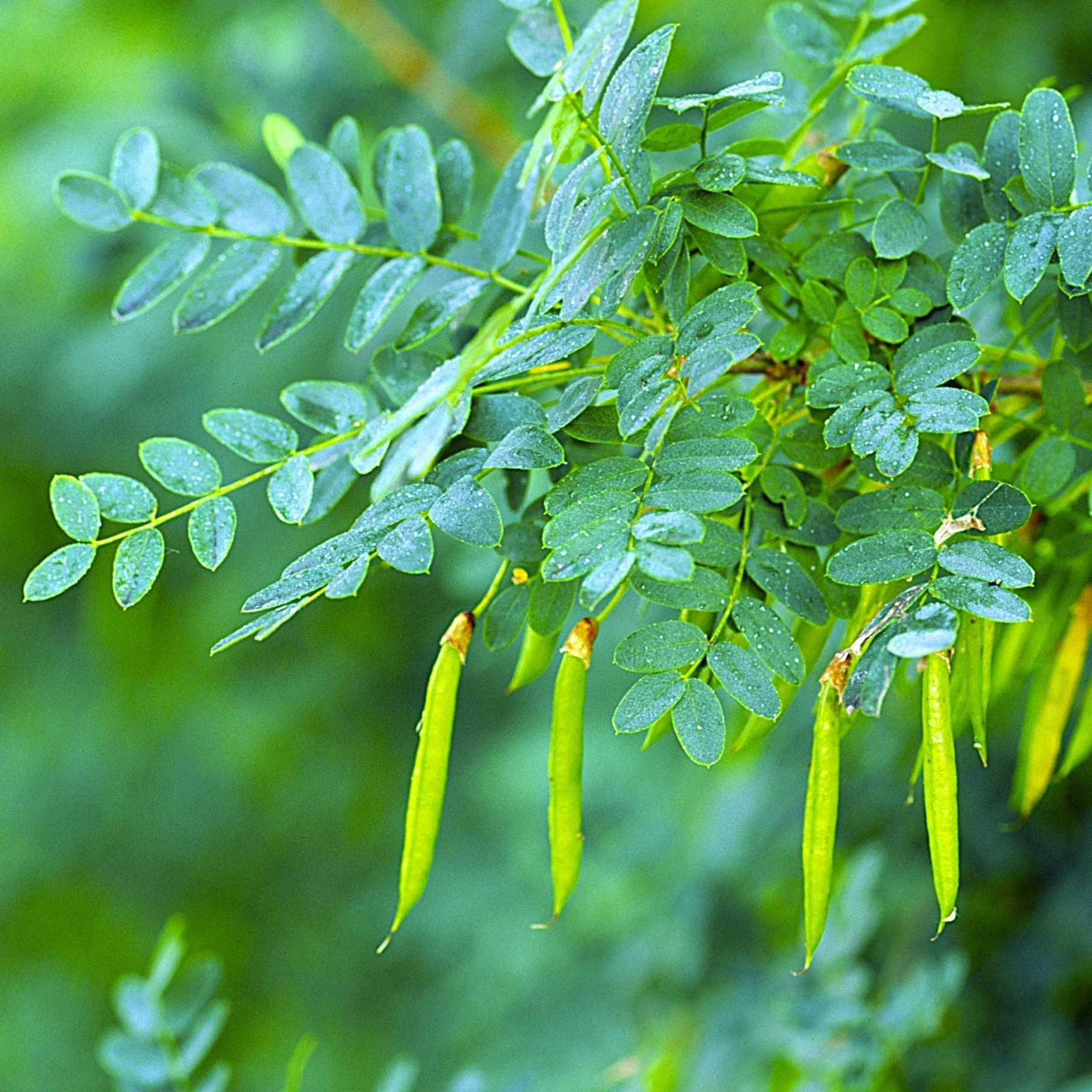 Caragana Siberian Peashrub - Image 4