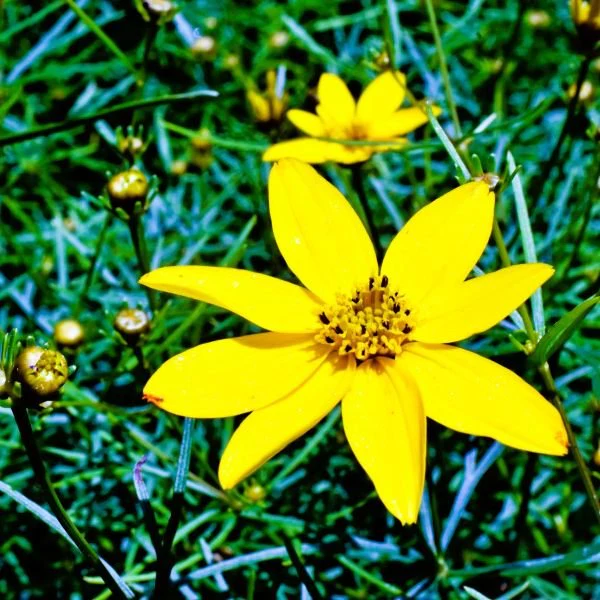 Coreopsis Moonbeam - Image 3