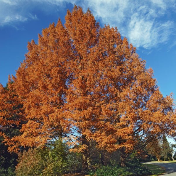 Dawn Redwood Tree - Image 3
