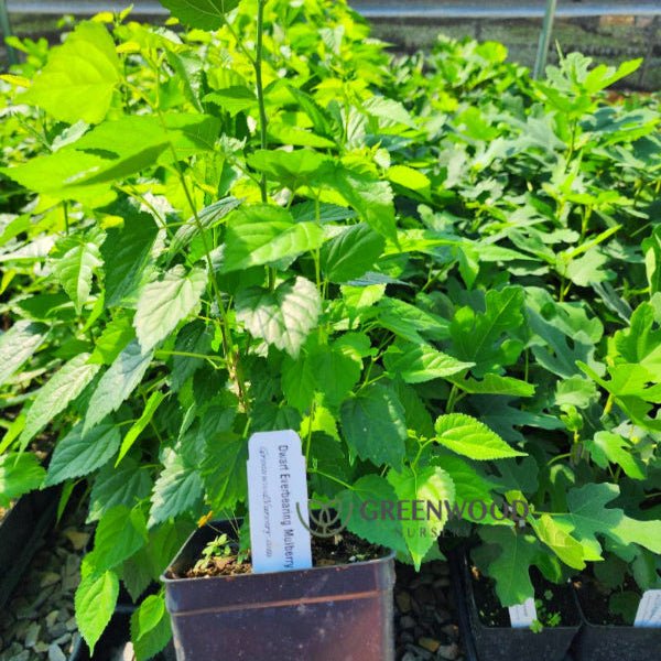 Mulberry Dwarf Everbearing - Image 3