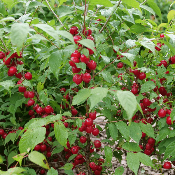 Easy As Pie Bush Fruiting Cherry - Image 3