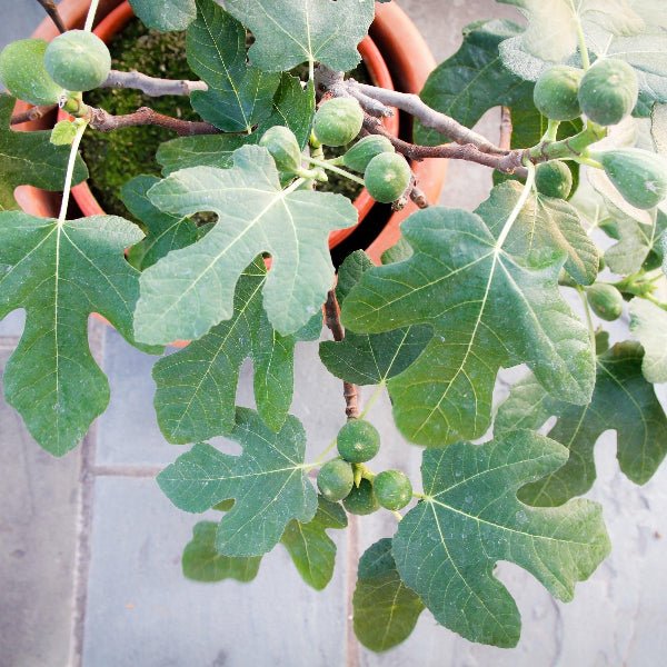 Fignomenal Fig Tree TC - Image 4