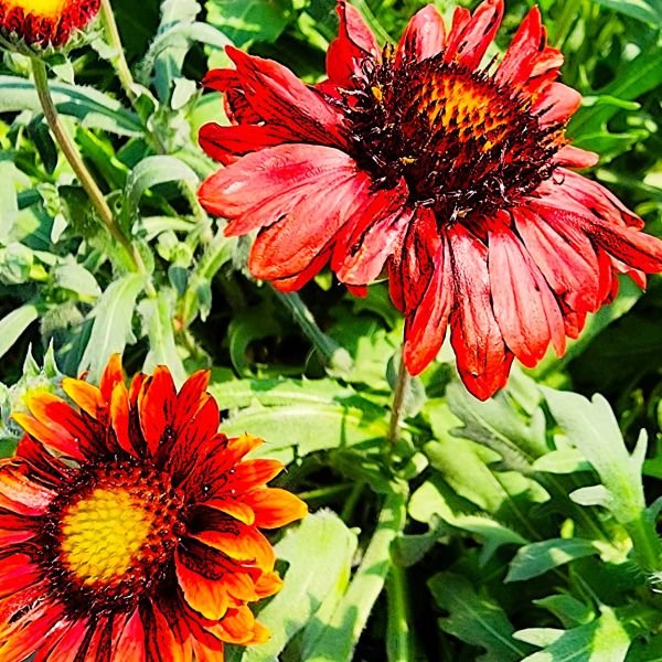 Gaillardia Mesa Red - Image 3