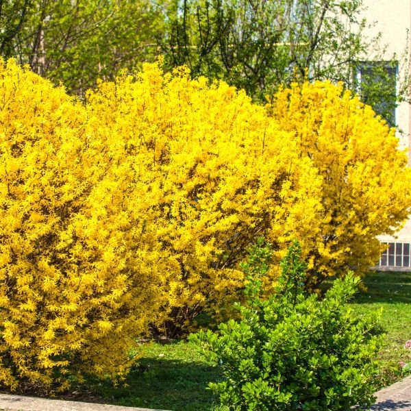 Golden Forsythia Bushes - Image 3