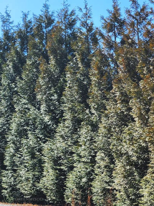 Thuja Green Giant - Image 3