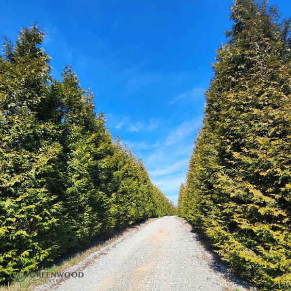 Thuja Green Giant - Image 4