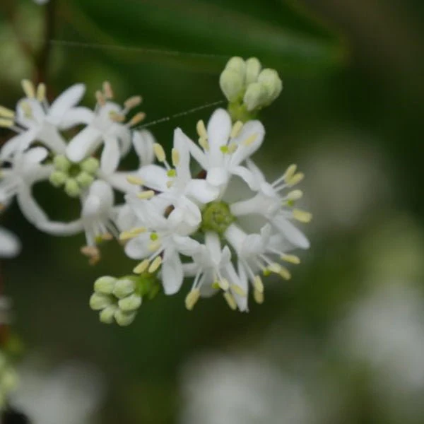 Heptacodium Temple of Bloom® Seven Son Flower - Image 3