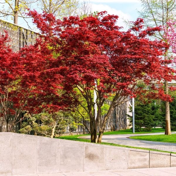 Japanese Red Maple - Image 3