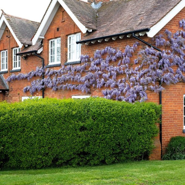 Ligustrum Ibolium North Privet - Image 3