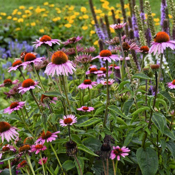 Magnus Echinacea purpurea - Image 4