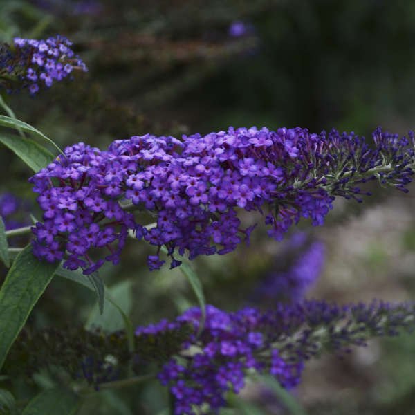 Monarch Blue Knight Buddleia - Image 3
