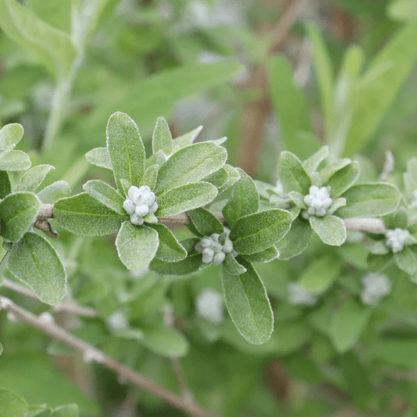 Mop Top Butterfly Bush - Image 3