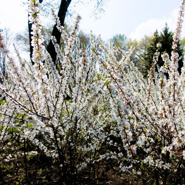 Nanking Cherry Prunus tomentosa - Image 3