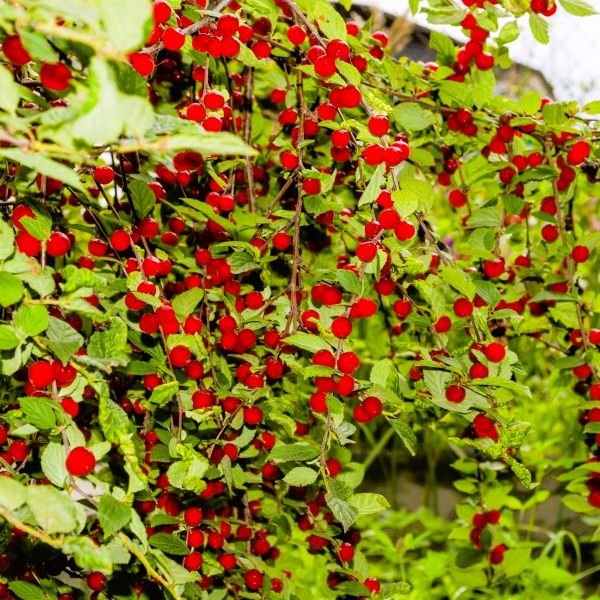 Nanking Cherry Prunus tomentosa - Image 4