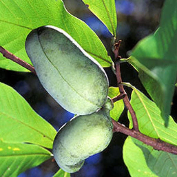 Pawpaw Tree Asimina triloba - Image 3