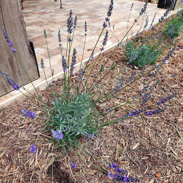 Phenomenal Lavender - Image 3