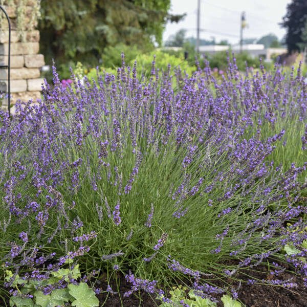 Phenomenal Lavender - Image 4