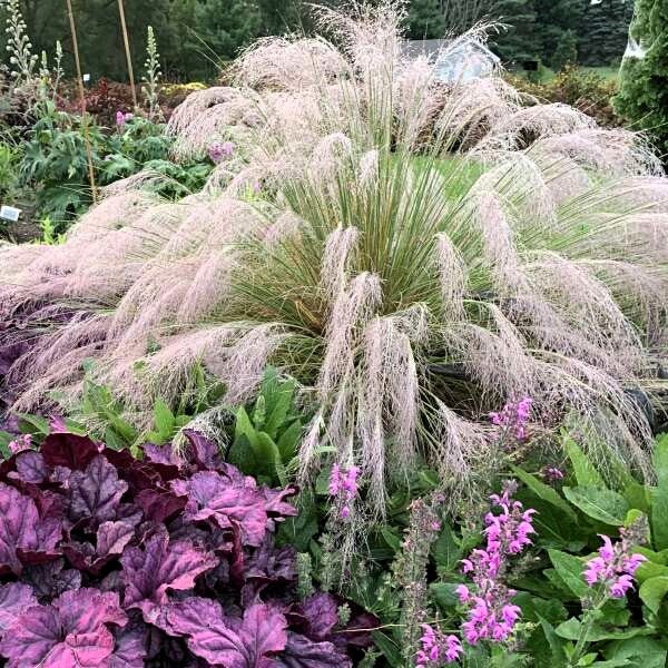 Pink Muhly Grass - Image 3