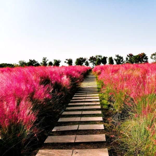 Pink Muhly Grass - Image 4