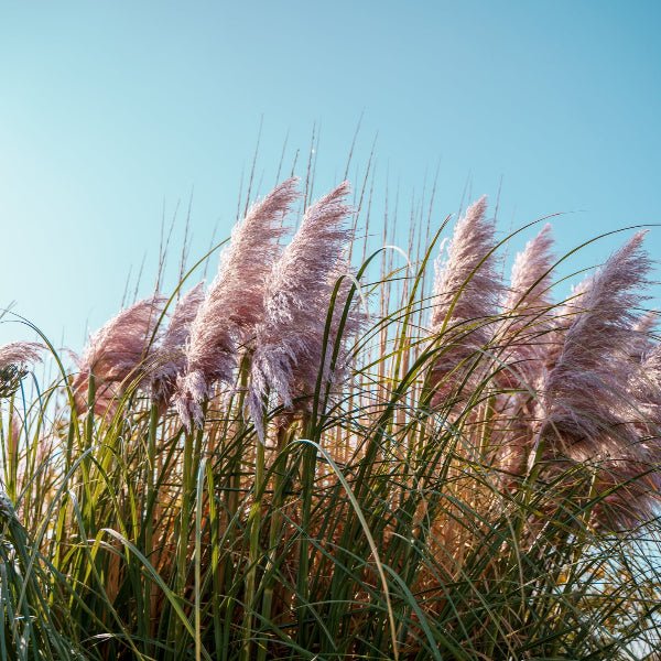 Pink Pampas Grass - Image 3