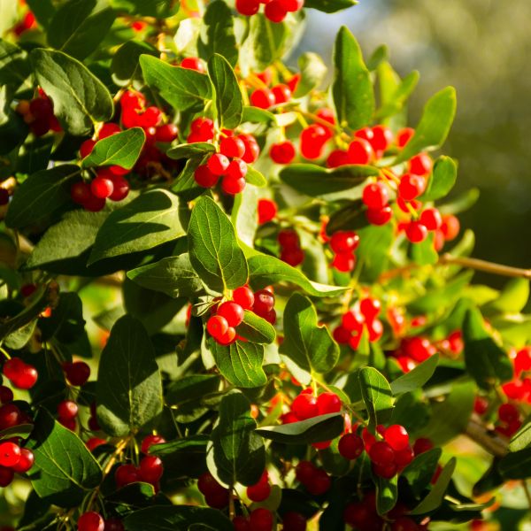 Pink Tatarian Honeysuckle - Image 3