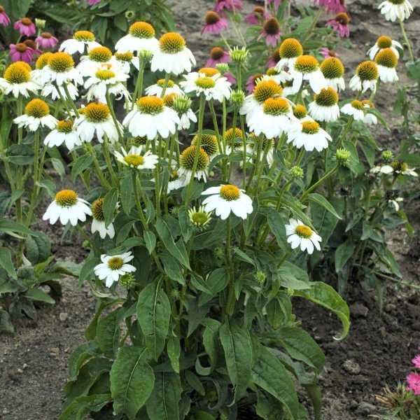 PowWow White Echinacea - Image 3