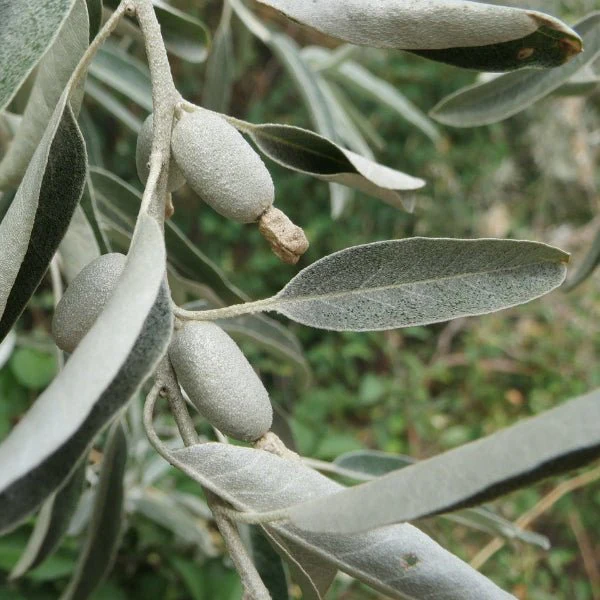 Russian Olive Shrubs - Image 3