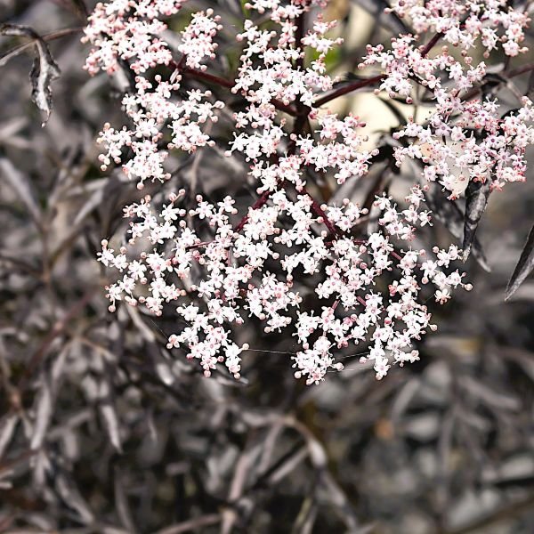 Sambucus Black Lace® Elderberry - Image 3