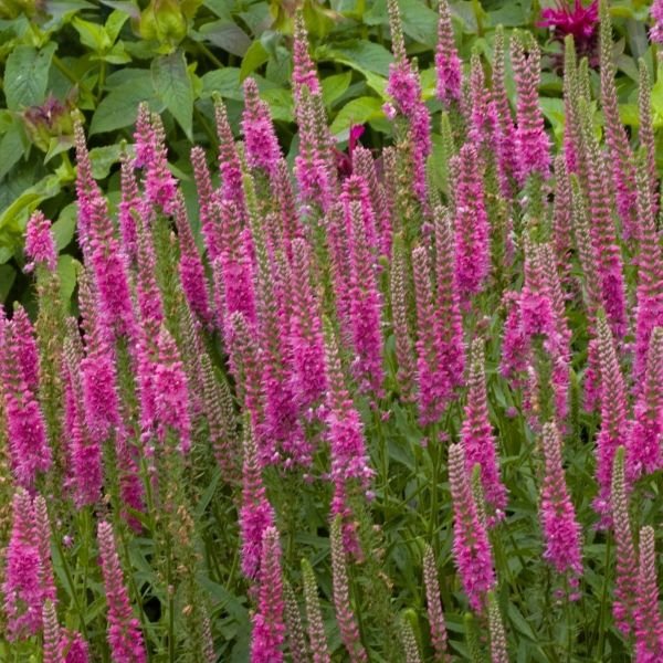 Veronica Red Fox - Quart Pot - 1 Plant - Image 3
