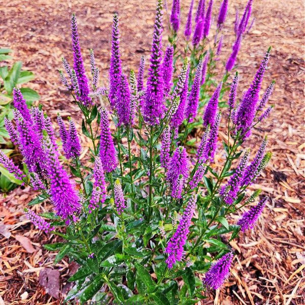 Very Van Gogh Veronica - Image 3