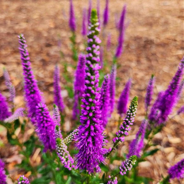 Very Van Gogh Veronica - Image 4