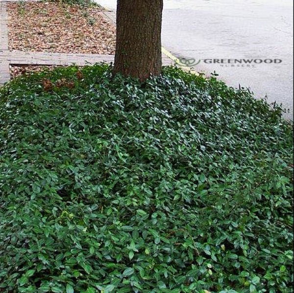 Vinca minor " Bowles" Ground Cover - Image 3