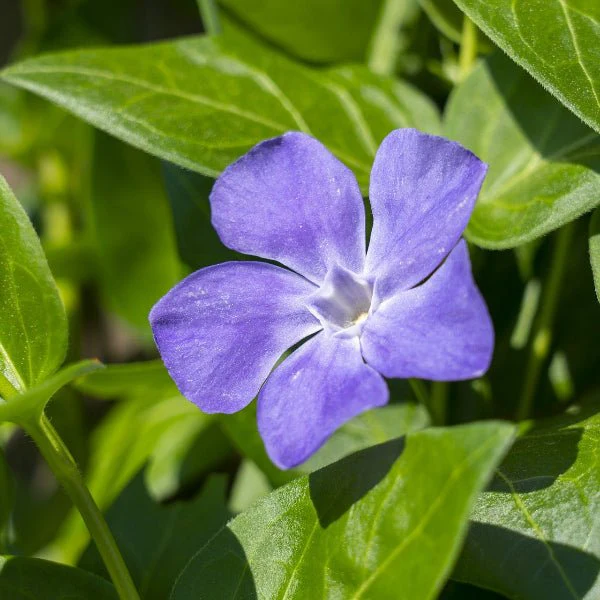 Vinca minor " Bowles" Ground Cover - Image 4