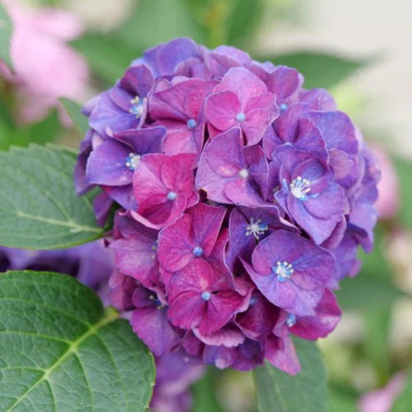 Wee Bit Grumpy Hydrangea | Hydrangea macrophylla - Image 3