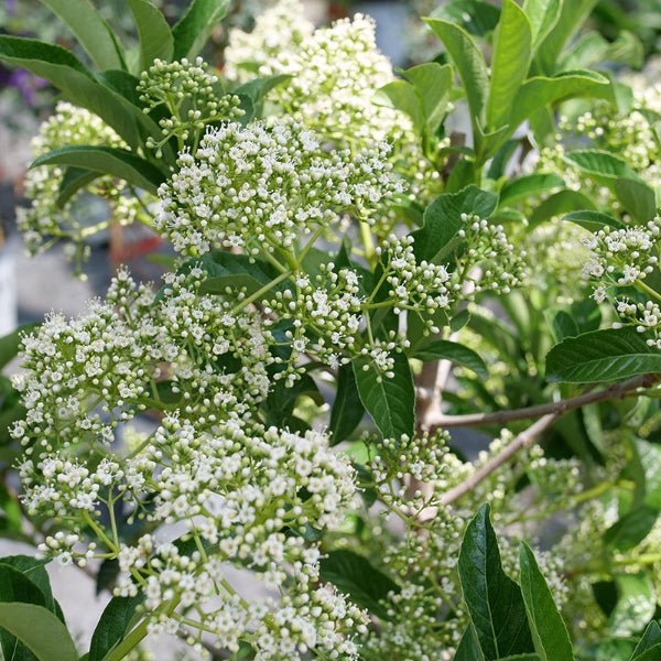 Yardline Viburnum - Image 3